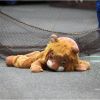 愛媛県立とべ動物園 ・ 動物脱出対策訓練の写真１７