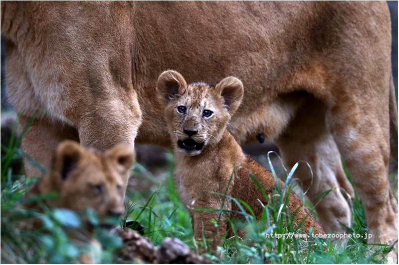 ライオンの赤ちゃんの名前は「ララ」ちゃんと「イオ」ちゃんに