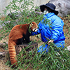 レッサーパンダのおやつ１　（撮影日：2021年1月　愛媛県立とべ動物園 レッサーパンダ舎にて）