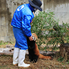レッサーパンダのおやつ７　（撮影日：2021年1月　愛媛県立とべ動物園 レッサーパンダ舎にて）