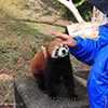 レッサーパンダのおやつ８　（撮影日：2021年1月　愛媛県立とべ動物園 レッサーパンダ舎にて）