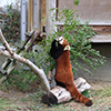 レッサーパンダのおやつ１０　（撮影日：2021年1月　愛媛県立とべ動物園 レッサーパンダ舎にて）