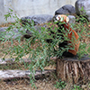 レッサーパンダのおやつ１１　（撮影日：2021年1月　愛媛県立とべ動物園 レッサーパンダ舎にて）