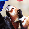 レッサーパンダのおやつ１５　（撮影日：2021年1月　愛媛県立とべ動物園 レッサーパンダ舎にて）