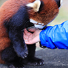 レッサーパンダのおやつ１７　（撮影日：2021年1月　愛媛県立とべ動物園 レッサーパンダ舎にて）