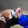 レッサーパンダのおやつ１８　（撮影日：2021年1月　愛媛県立とべ動物園 レッサーパンダ舎にて）