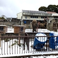 ゾウ舎　（真冬、雪景色の愛媛県立とべ動物園　撮影2022年12月23日）
