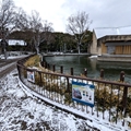 カバ舎前　（真冬、雪景色の愛媛県立とべ動物園　撮影2022年12月23日）
