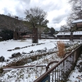 サバンナ　（真冬、雪景色の愛媛県立とべ動物園　撮影2022年12月23日）