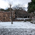 ライオン舎前　（真冬、雪景色の愛媛県立とべ動物園　撮影2022年12月23日）