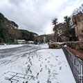 ライオン舎前　（真冬、雪景色の愛媛県立とべ動物園　撮影2022年12月23日）