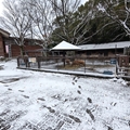 ヒツジ舎　（真冬、雪景色の愛媛県立とべ動物園　撮影2022年12月23日）
