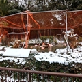 フラミンゴ舎　（真冬、雪景色の愛媛県立とべ動物園　撮影2022年12月23日）