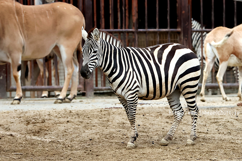 Canon EOS R10 のカメラレビューと、とべ動物園で実際に撮影した写真作例付き実写レビュー紹介
