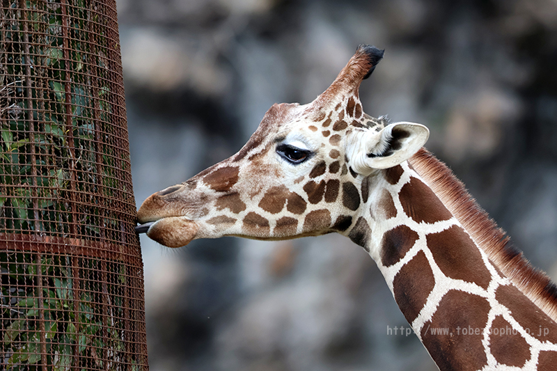 Canon EOS R10 のカメラレビューと、とべ動物園で実際に撮影した写真作例付き実写レビュー紹介
