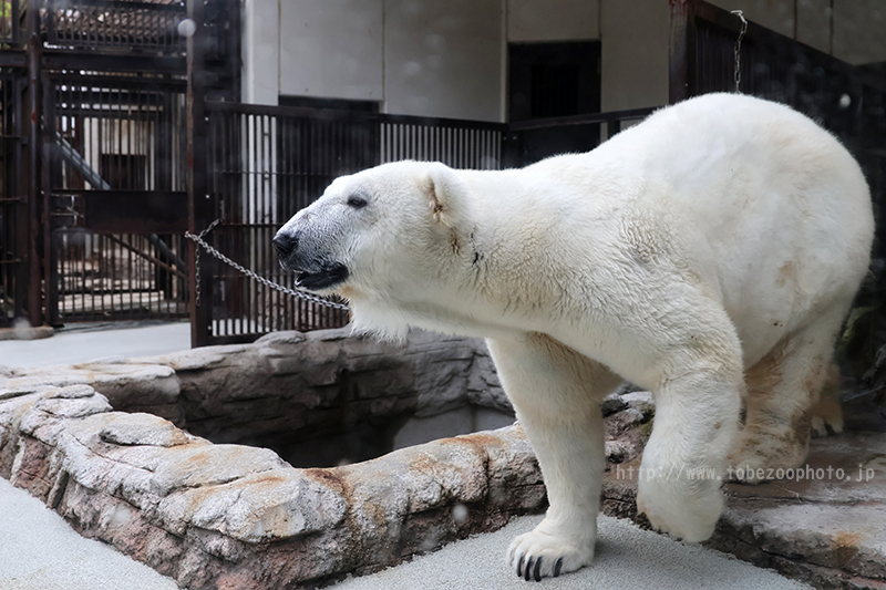 Canon EOS R10 のカメラレビューと、とべ動物園で実際に撮影した写真作例付き実写レビュー紹介