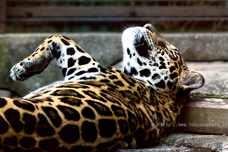 Canon EOS R10 のカメラレビューと、とべ動物園で実際に撮影した写真作例付き実写レビュー紹介