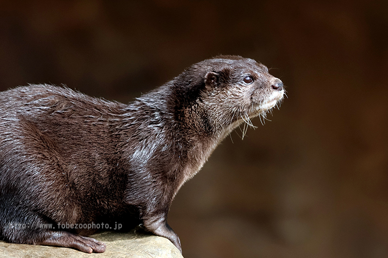 Canon EOS R10 のカメラレビューと、とべ動物園で実際に撮影した写真作例付き実写レビュー紹介