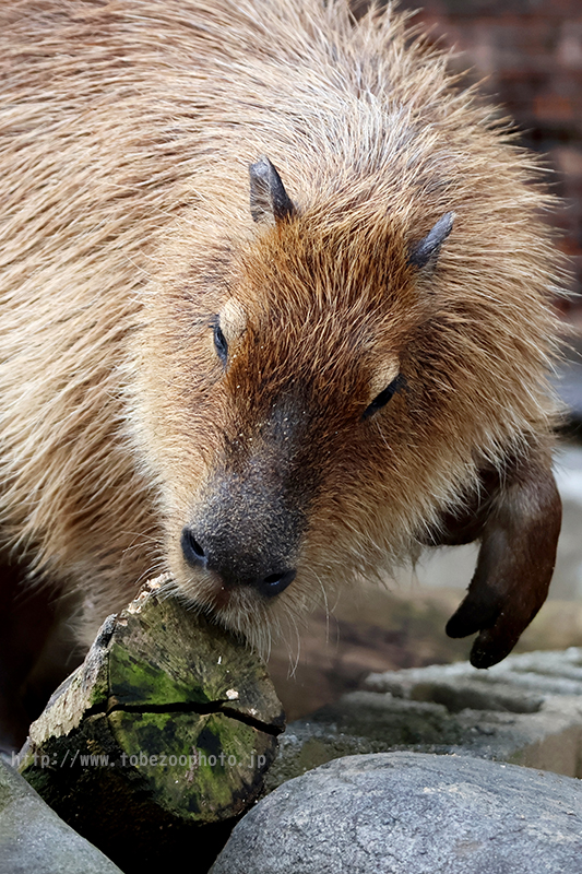 Canon EOS R10 のカメラレビューと、とべ動物園で実際に撮影した写真作例付き実写レビュー紹介