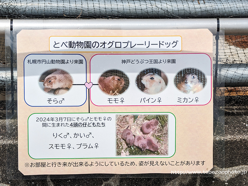オグロプレーリードッグの撮影会