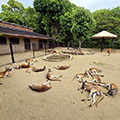 今から2年前、 アカカンガルーは17頭でした。 現在では32頭になりました。