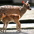 お母さんに甘えたい子鹿です。