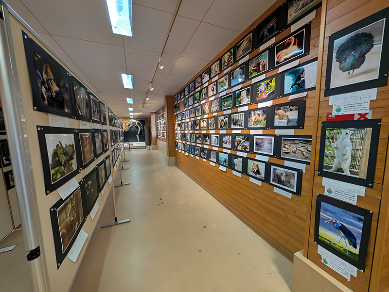 第14回 とべ動物園写真コンクール 写真展のお知らせ(2025年11月)