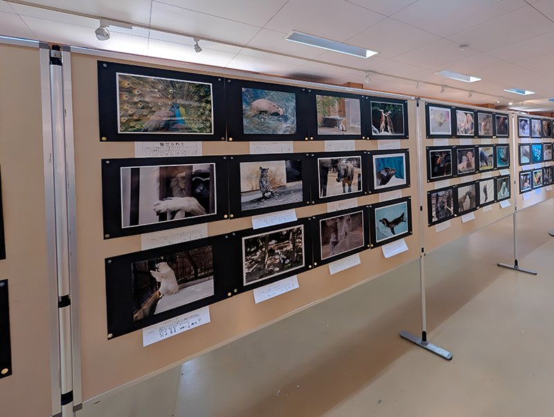 第14回 とべ動物園写真コンクール 写真展のお知らせ(2025年11月)