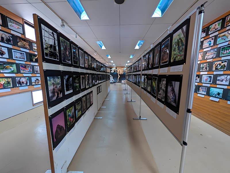 第14回 とべ動物園写真コンクール 写真展のお知らせ(2025年11月)