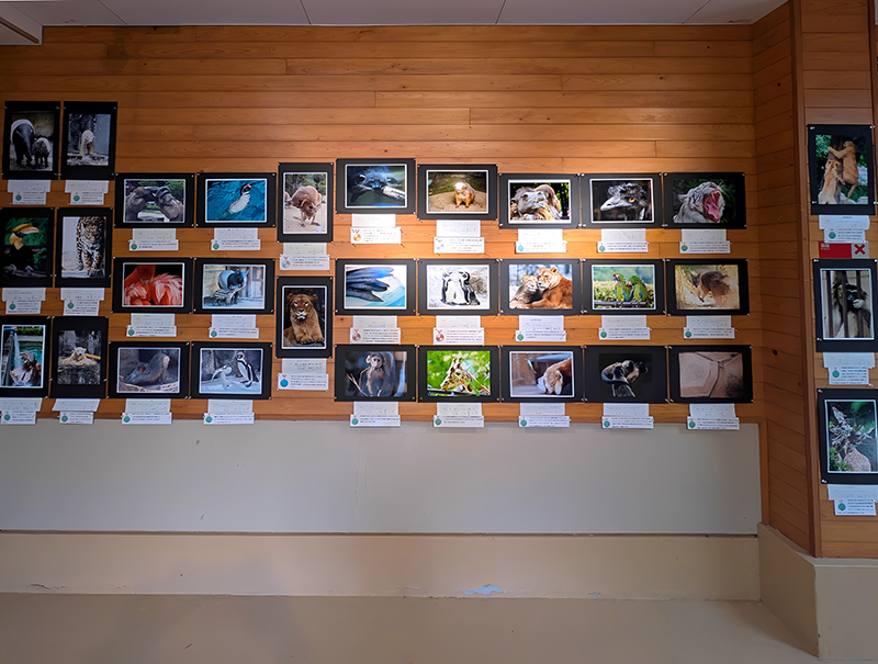 第14回 とべ動物園写真コンクール 写真展のお知らせ(2025年11月)