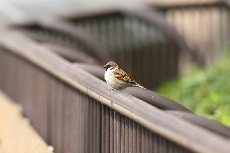 かわいいスズメさん サギ スズメ 野鳥 愛媛県立とべ動物園にて撮影 とべ動物園 動物園写真クラブ愛媛 公式webサイト