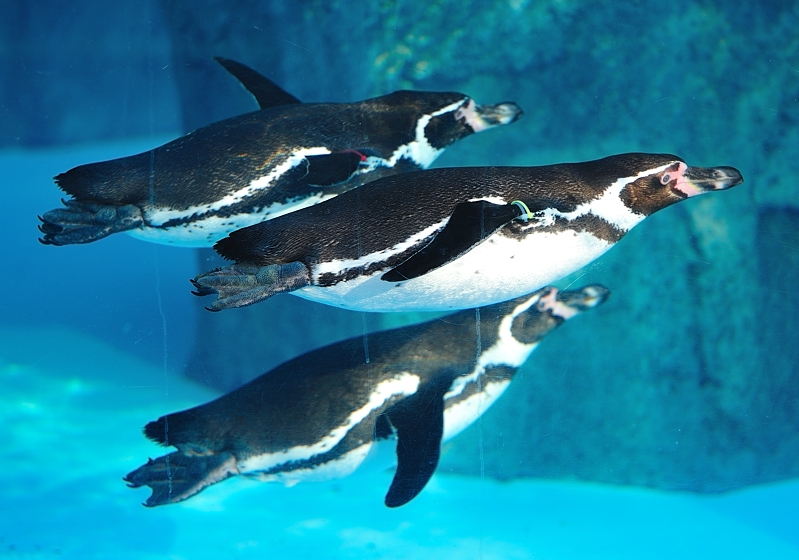 群れで泳ぐフンボルトペンギン ペンギン 愛媛県立とべ動物園にて撮影 とべ動物園 動物園写真クラブ愛媛 公式webサイト