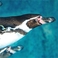 群れで泳ぐフンボルトペンギン