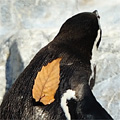 枯れ葉を背負って歩くフンボルトペンギン
