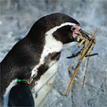 枯れ木を運ぶフンボルトペンギン