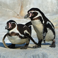 戯れるフンボルトペンギンたち
