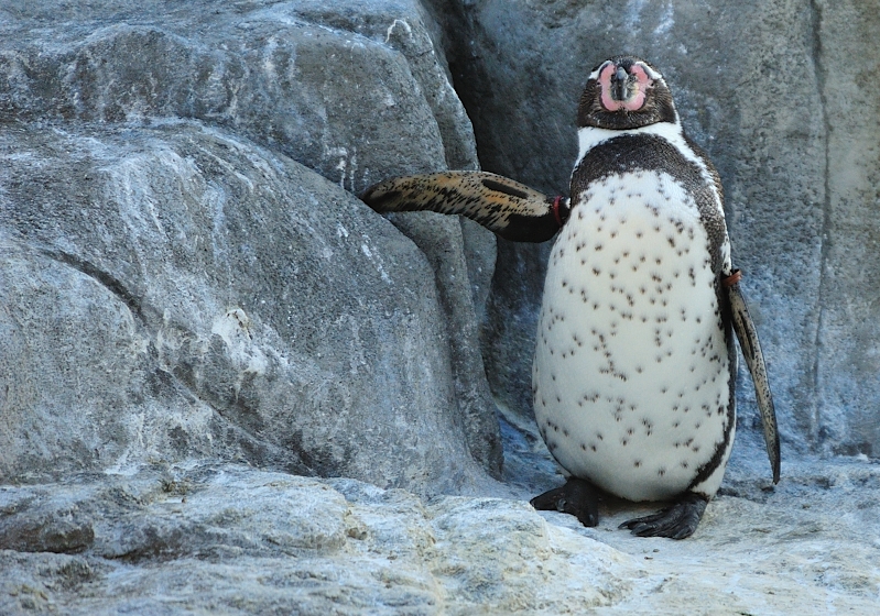 手をついて休憩するペンギン