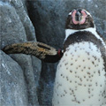 手をついて休憩するペンギン