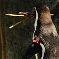 巣穴へ資材を運ぶペンギン