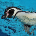 横泳ぎするペンギン