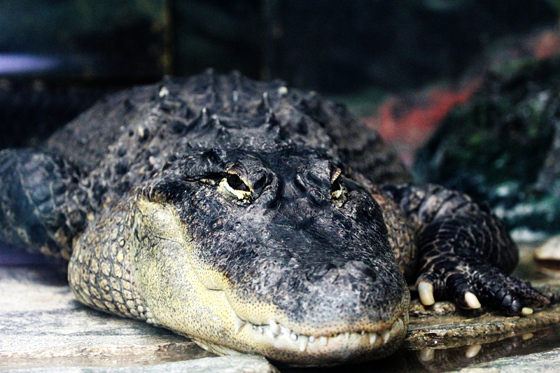 のそ ワニ カメ 爬虫類 愛媛県立とべ動物園にて撮影 とべ動物園 動物園写真クラブ愛媛 公式webサイト