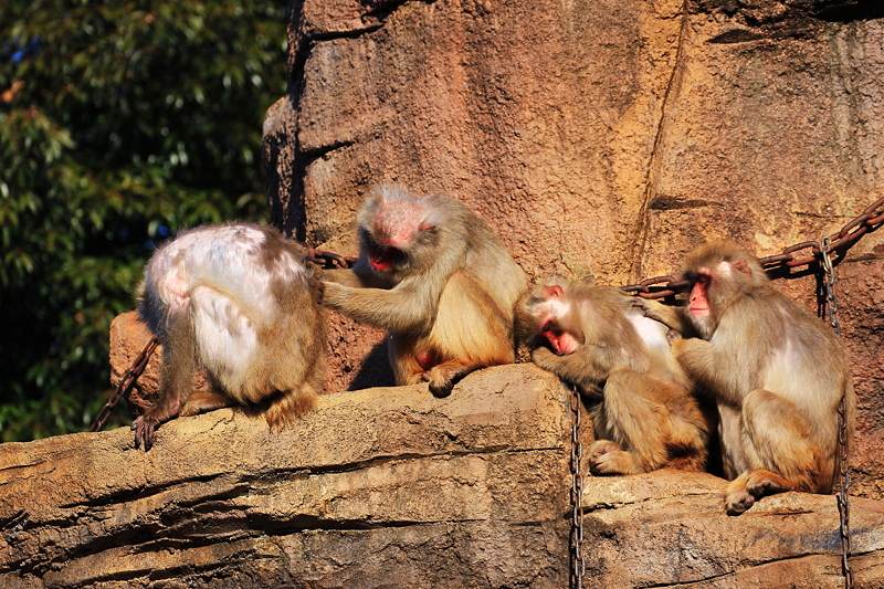 みんなで毛づくろい サル 愛媛県立とべ動物園にて撮影 とべ動物園 動物園写真クラブ愛媛 公式webサイト
