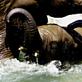 アフリカゾウ姉弟の水浴び−０２
