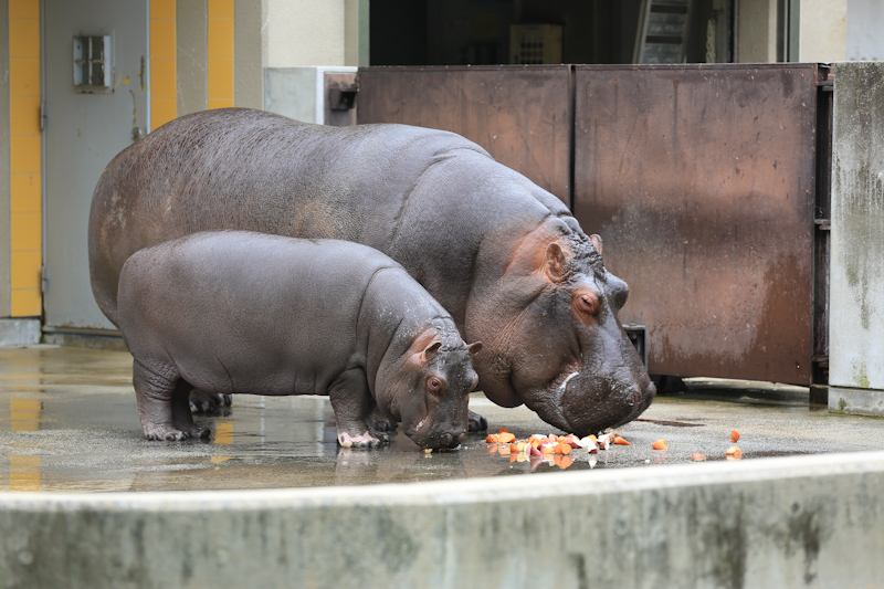 とべ動物園の写真・Ｎｏ．６２１