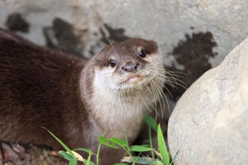 かわいいコツメカワウソ カワウソ 愛媛県立とべ動物園にて撮影 とべ動物園 動物園写真クラブ愛媛 公式webサイト