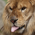 舌なめずりするライオン（その１）