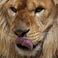 舌なめずりするライオン（その２）