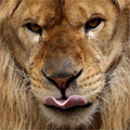 舌なめずりするライオン（その４）