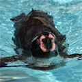 気持ち良さそうにプールで泳ぐフンボルトペンギン