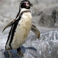 フンボルトペンギンのジャンプ！